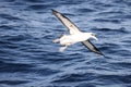 Laysan albatross in Japan