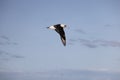 Laysan albatross in Japan