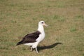 Laysan Albatross