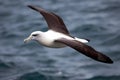 Laysan Albatross (North Pacific Ocean) (Generative AI)