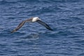 Laysan Albatross, Phoebastria immutabilis gliding