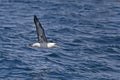 Laysan Albatross, Phoebastria immutabilis gliding over the ocean Royalty Free Stock Photo