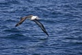 Laysan Albatross, Phoebastria immutabilis gliding over the waves Royalty Free Stock Photo