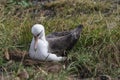 Laysan Albatross Phoebastria immutabilis Royalty Free Stock Photo