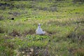 Laysan albatross, Phoebastria immutabilis standing in the grass in its natural habitat Royalty Free Stock Photo