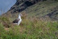 Laysan albatross, Phoebastria immutabilis standing in the grass in its natural habitat