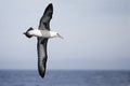 Laysan Albatross, Phoebastria immutabilis wings widespread Royalty Free Stock Photo