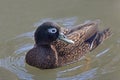 Laysan Duck, Anas laysanensis, close up view