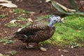 Laysan Duck, Anas laysanensis, close up of walking bird