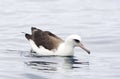 Laysanalbatros, Laysan Albatross, Phoebastria immutabilis Royalty Free Stock Photo