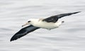 Laysanalbatros, Laysan Albatross, Phoebastria immutabilis Royalty Free Stock Photo