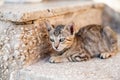 Lazing cat Royalty Free Stock Photo