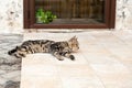 Lazing cat Royalty Free Stock Photo