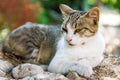 Lazing cat Royalty Free Stock Photo