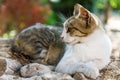 Lazing cat Royalty Free Stock Photo
