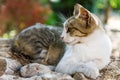 Lazing cat Royalty Free Stock Photo