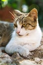 Lazing cat Royalty Free Stock Photo