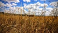 lazing on a field on a sunny afternoon