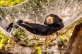 Lazing Sun Bear Royalty Free Stock Photo
