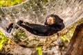 Lazing Sun Bear