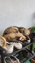 Cat lazing above pile of shoes