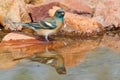 Lazuli Bunting