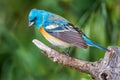 Lazuli Bunting Royalty Free Stock Photo