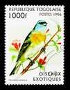 Lazuli Bunting (Passerina amoena), Exotic birds serie, circa 199