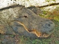 Lazy American Alligator at Lion Country Safari Royalty Free Stock Photo