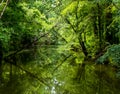 Louisiana Green Bayou