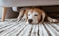 Lazy beagle dog sleeping under the sofa in the living room. Funny pets concept image. Cozy home interior concept image. Royalty Free Stock Photo