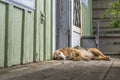 Lazy Beagle