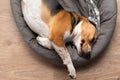 Lazy beagle puppy lying on his pillow indoors