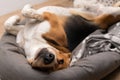 Lazy beagle puppy lying on his pillow indoors