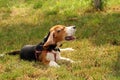 Lazy beagle standing in the grass