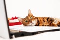 Lazy beautiful bengal cat lying on white keyboard near gift box on bed looking at camera,laptop in white home interior