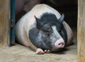 Lazy pig Royalty Free Stock Photo