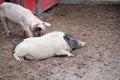 Lazy black head pig Royalty Free Stock Photo