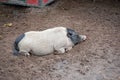 Lazy black head pig Royalty Free Stock Photo