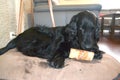 Lazy black Labrador dog lying on a wooden floor Royalty Free Stock Photo