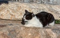 Lazy black and white cat sleeping in the sun lying on its paws Royalty Free Stock Photo