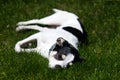 Lazy dog resting in grass in garden in summer Royalty Free Stock Photo