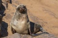 Lazy brown fur seal, Cape Cross, Namibia Royalty Free Stock Photo