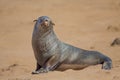 Lazy brown fur seal close up, Cape Cross, Namibia Royalty Free Stock Photo