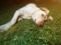 Lazy brown labrador lay on grass Royalty Free Stock Photo