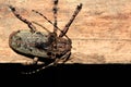 Lazy Cambodian beetle siting on the wood