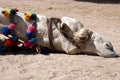 Lazy camel Royalty Free Stock Photo