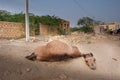The lazy camel Royalty Free Stock Photo