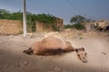 The lazy camel