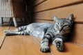 Lazy Cat Royalty Free Stock Photo